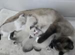 Meowtimecattery - Siamese Kitten For Sale - FL, US