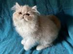 Ginger ginger - Persian Kitten For Sale - 