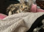 Moonpie - Domestic Kitten For Adoption - 