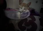 Sunni - Domestic Kitten For Sale - 