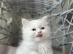 Siberian Neva Masquerade  TICA registered Kittens - Siberian Kitten For Sale - Boise, ID, US