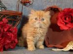 Red Tabby Persian Female Extreme - Persian Kitten For Sale - 