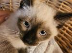 Sally and Tommy litter - Siamese Kitten For Sale - Waupaca, WI, US