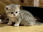 Chloe - British Shorthair Kitten For Sale - New Park, PA, US