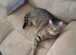 Arkbar - Domestic Cat For Adoption - Mckinney, TX, US