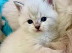 Scottish  Straight Shorthair Color Point Blue Eyes - Scottish Fold Kitten For Sale - Orlando, FL, US