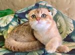 Scottish Fold  Golden Male - Scottish Fold Kitten For Sale - Orlando, FL, US