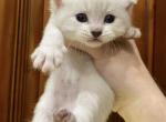 Scottish Fold Color Point Male - Scottish Fold Kitten For Sale - Orlando, FL, US