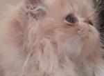 Eiffel the adorable cream persian kitten - Persian Kitten For Sale - 