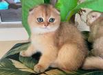 Scottish Fold Golden Male - Scottish Fold Kitten For Sale - Orlando, FL, US