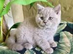 British Shorthair Lilac Male - British Shorthair Kitten For Sale - Orlando, FL, US