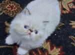 Chocolate Lynx Point & White Female Kitten - Himalayan Kitten For Sale - 