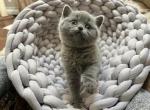 Shadows Blue Girl - British Shorthair Kitten For Sale - Providence, RI, US