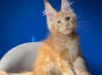 Dick - Maine Coon Kitten For Sale - Boston, MA, US