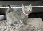 Russian Blue litter 3 - Russian Blue Kitten For Sale - Dumfries, VA, US