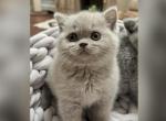 Snuggle Lilac Girl - British Shorthair Kitten For Sale - Providence, RI, US