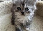 British longhair mix - British Shorthair Kitten For Sale - Gurnee, IL, US