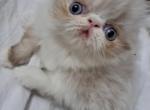 Chocolate Lynx Point & White Male Kitten - Himalayan Kitten For Sale - 