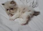 Chocolate Lynx Point & White Male Kitten - Himalayan Kitten For Sale - 