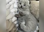 BB Blue Male - British Shorthair Kitten For Sale - Providence, RI, US