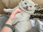 BB Lilac Male - British Shorthair Kitten For Sale - Providence, RI, US