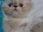 Chocolate Lynx Point & White Persian Kitten - Persian Kitten For Sale - 