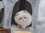 Chocolate Lynx Point & White Kitten - Persian Kitten For Sale - 