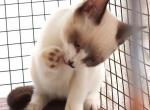 Chocolatepoint Snowshoe Boy - Snowshoe Kitten For Sale - 