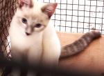 BLUE LYNXPOINT Boy - Colorpoint Shorthair Kitten For Sale - Walterboro, SC, US