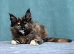 Fiffa - Maine Coon Kitten For Sale - Gurnee, IL, US