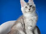 Balder - Maine Coon Kitten For Sale - Boston, MA, US