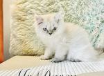 MrDarcy - Persian Kitten For Sale - 