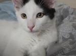 Sammy - Domestic Kitten For Sale - 