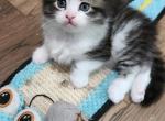 Georgie - Siberian Kitten For Sale - 