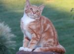 NED - Domestic Kitten For Sale - Myerstown, PA, US