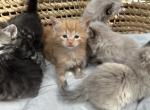 Beautiful male kittens - Maine Coon Kitten For Sale - Lincoln, MA, US