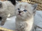 Gorgeous fluffy Male Kittens - Ragdoll Kitten For Sale - Lincoln, MA, US