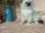 Ullah - Ragdoll Kitten For Sale - Bonners Ferry, ID, US