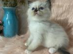 Uta - Ragdoll Kitten For Sale - Bonners Ferry, ID, US