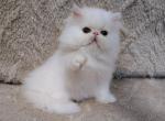 White Persian Female - Persian Kitten For Sale - Greenwood, SC, US