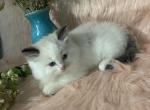 Unity - Ragdoll Kitten For Sale - Bonners Ferry, ID, US