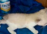 Bluept Snowshoe REDUCED - Snowshoe Kitten For Sale - 