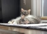 Kittens Ready Now - Domestic Kitten For Sale - MA, US