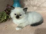 Uri - Ragdoll Kitten For Sale - 