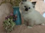 Utah - Ragdoll Kitten For Sale - 