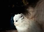 Ubi - Ragdoll Kitten For Sale - Bonners Ferry, ID, US