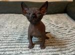 Sphynx and Elf Kittens Ready 4 New Home - Sphynx Kitten For Sale - Beverly, WV, US