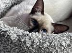 Balinese TICA - Balinese Kitten For Sale - PA, US