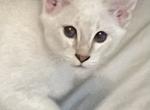 Liliac  Balinese - Balinese Kitten For Sale - PA, US