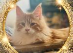 Chopin - Maine Coon Kitten For Sale - MN, US